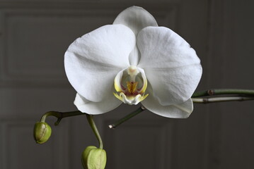 Detail of white indoor Orchid, Germany