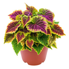 Vibrant Potted Coleus Plant with Multi-Colored Leaves Isolated on Transparent Background