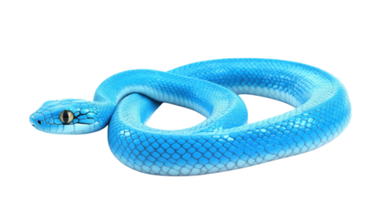 Bright blue snake resting on a smooth surface, showcasing its vibrant scales and unique color pattern