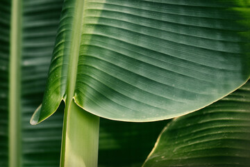 Tropical banana leaf, green nature background