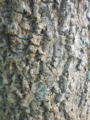 Bark of old tree texture. Abstract background and texture for design