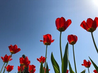Obraz premium Red perfect flowers in the field view from below in sunlight