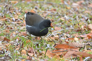 陸に上がって草の葉っぱを食べているバン