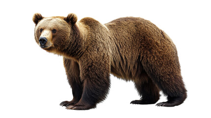 Obraz premium Brown bear standing alert in natural habitat during daylight hours observing surroundings with attention to detail