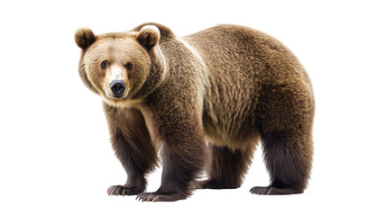 Obraz premium Brown bear standing in a natural pose showcasing its thick fur, raised ears, and strong build against a plain backdrop