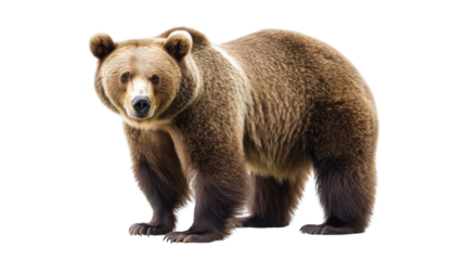 Brown bear standing in a natural pose showcasing its thick fur, raised ears, and strong build against a plain backdrop