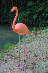A vibrant flamingo stands tall on the damp ground near the water. Its pink feathers contrast beautifully with the green background. Raindrops gently fall, adding a serene touch to the natural scene.