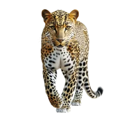 Fototapete Rund Walking leopard in realistic detail on transparent background © Svetlanamax