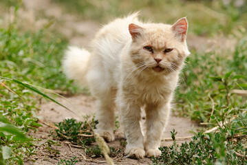 Fierce-Looking Outdoor Cat in a Natural Green Surrounding..