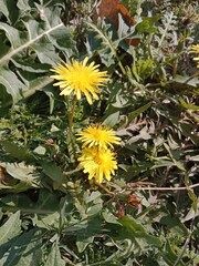 taraxacum erythrospermum flower pattern or red-seeded dandelion flower pattern or rock dandelion flowers 