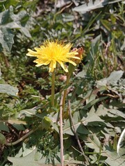 taraxacum erythrospermum flower pattern or red-seeded dandelion flower pattern or rock dandelion flowers 