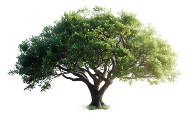 Majestic Green Tree Isolated on Black Background Nature Photography for Eco Friendly Projects Websites and Advertising
