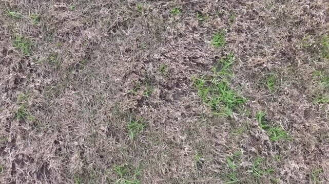 Patchy lawn with sparse green grass and dry brown areas, highlighting the contrast between healthy and unhealthy grass video