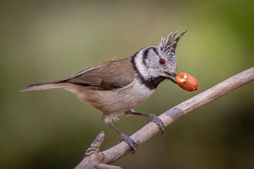 Crested Tit perched on a pine branch with a peanut in its beak