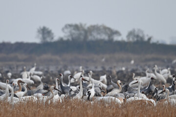 seagulls on the beach