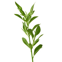 fresh green herb sprig on transparent background