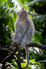 long tailed macaque