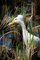 white duck in the Balinese rice fields