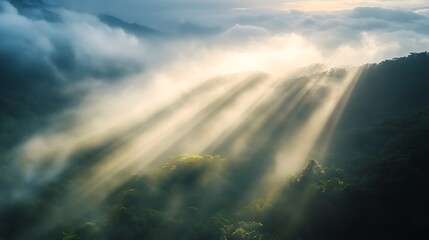 Sunlight Beams Shining Through Thick Forest