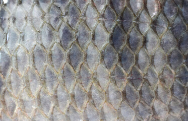 Fish scale skin background texture