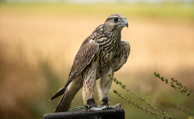 Hawk