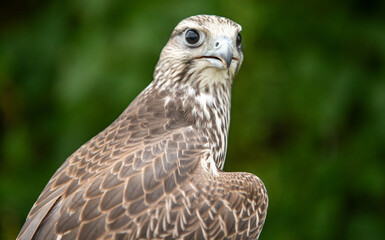 Hawk