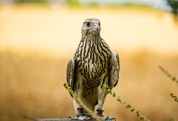 Hawk