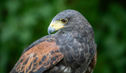 Hawk