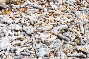 Pakarang Cape beach dead coral corals shells shell texture Thailand.