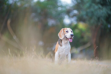 Happy Beagle Dog Sitting Outdoors on a Sunny Day in Natural Surroundings