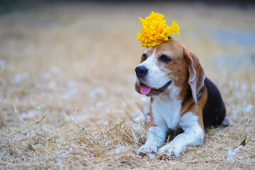Cute Beagle Posing with Yellow Flowers Outdoors on a Sunny Day