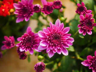 Obraz premium Vibrant Close-Up of Bright Purple Chrysanthemum Flowers in a Sunny Garden