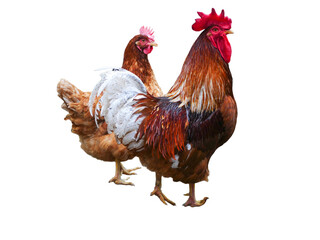 Two Colorful Chickens Standing Together,Transparent Backgrounf