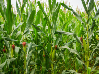 Fototapeta premium Lush Cornfield with Tall Green Stalks and Ears of Corn