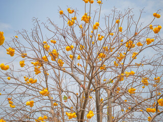 Tree with Yellow Blossom Flowers Against a Clear Blue Sky,Cotton Tree, Yellow Silk Cotton, Butter Cup, Torchwood