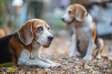Adorable Beagle Dogs Relaxing Outdoors in a Natural Environment