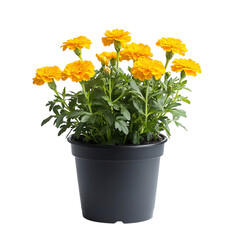 A Vibrant Potted Marigold Plant with Golden Yellow Flowers Isolated on Transparent Background