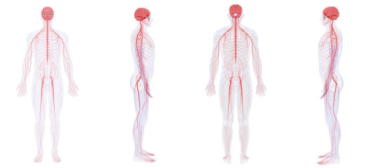A Human Nervous System Front, Back, Side Posed View Medical Anatomy Transparent PNG
