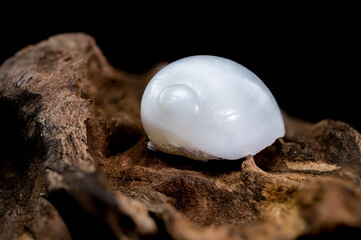 Nerite Snail Shell on Driftwood