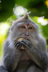 close up monkey eating a nut