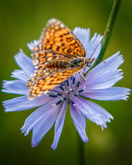A butterfly on a flower