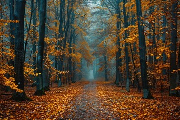 Obraz premium Misty autumn path through a forest of tall trees with golden leaves.