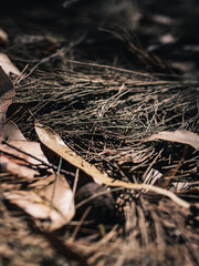 Leaves on the ground