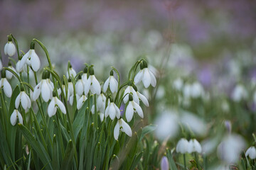 Schneegl&ouml;ckchen in der Wiese