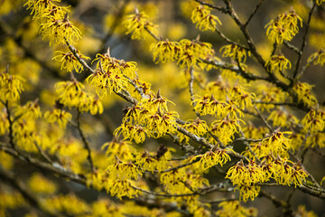 Blühender Hamamelis, Zaubernuss