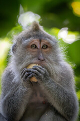 monkey cracking a nut in Bali
