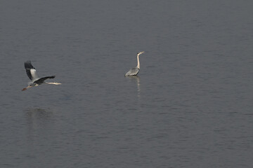 great blue heron ardea cinerea