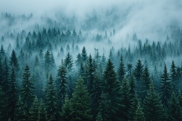 Misty mountain forest with tall evergreen trees shrouded in fog, creating a serene and mysterious atmosphere.