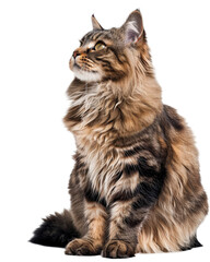 Fototapeta premium Majestic Maine Coon Cat with Fluffy Fur and Bright Eyes Sitting Gracefully on a White Background