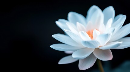 Fototapeta premium Delicate white lotus flower close-up, dark background